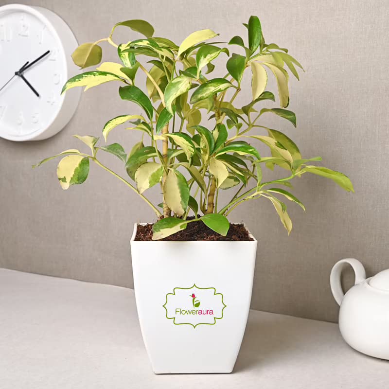 Decorative AirPurifying Schefflera Foliage Live Indoor Plant With...