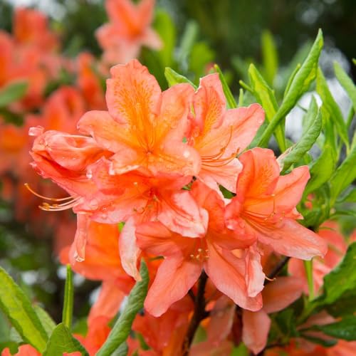 2 x 17cm Pots Azalea 'Dwarf Orange' Compact Hardy Shrub Spring Orange Flowers Ideal Patio Containers Evergreen Rhododendron by Thompson and Morgan