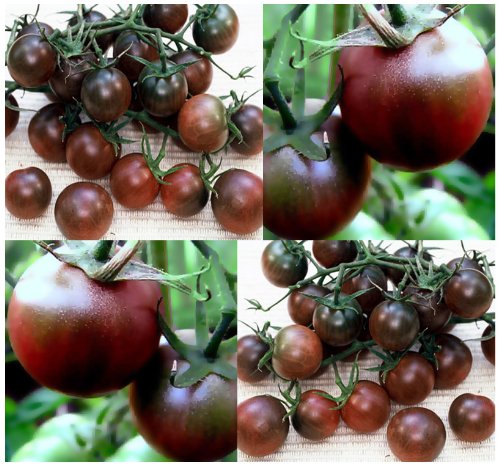 SVI 20 Black Cherry Tomato Seeds – Heirloom Rare Sweet