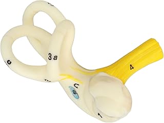 Modelo de orelha, ampliação de 5x, modelos de orelha humana, modelo anatômico de canal semicircular, modelos de anatomia humana clara, modelo de cóclea, orelha interna, modelo de cóclea, anatomia de orelha humana, exibindo para escola