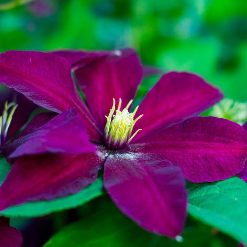 Deep Red Clematis Vine Plant Live for Planting, Fragrant Clematis Plant Live in 2.5 Inches Pot, Clematis Flowers Perennial