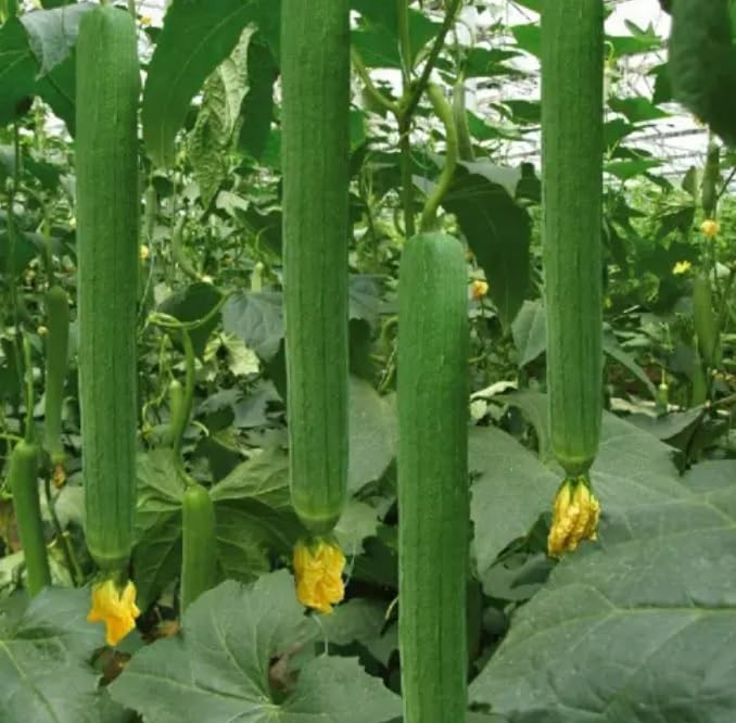 Willvine Long Sponge gourd-KTL-2W-picture-25