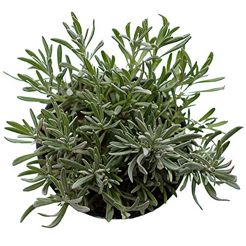 American Plant Exchange Live English Lavender Plant with Fragrant Purple Flowers, Edible Herb Plant, Plant Pot for Home and Garden Decor, 6" Pot