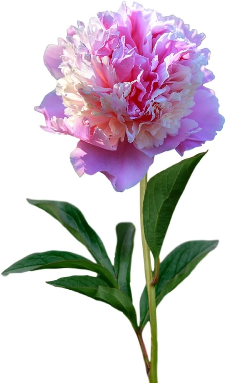 Easy to Grow Peony Sorbet 1 Root Division - Fragrant Pink & Cream Flowers Bloom in Spring (Paeonia)