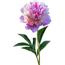Easy to Grow Peony Double Flowering Mix 5 Field Grown Root Divisions - Pink & White Fragrant Flowers Spring Zones 3-8