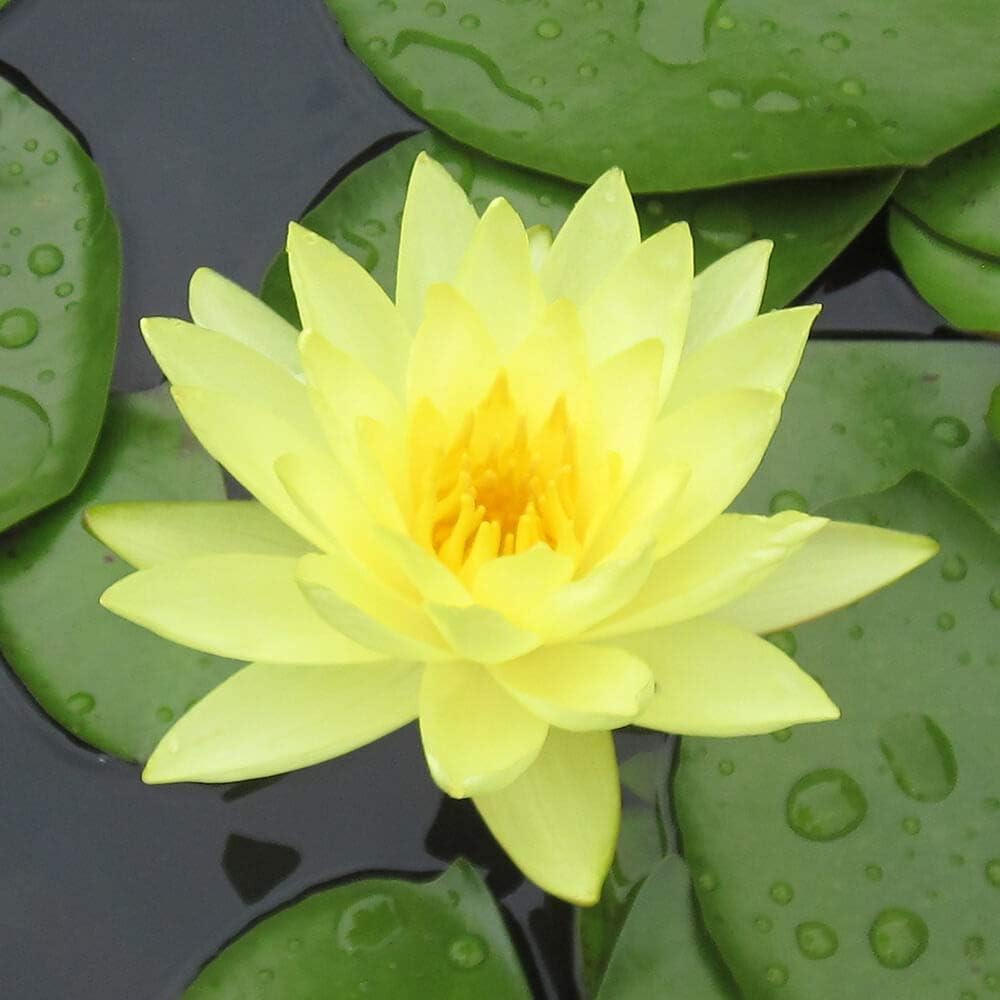 Competition-Grade Water Lilies/Bowl Lotus Seeds(for Cultivation) – Ideal for Ponds and aquariums-10pcs-G