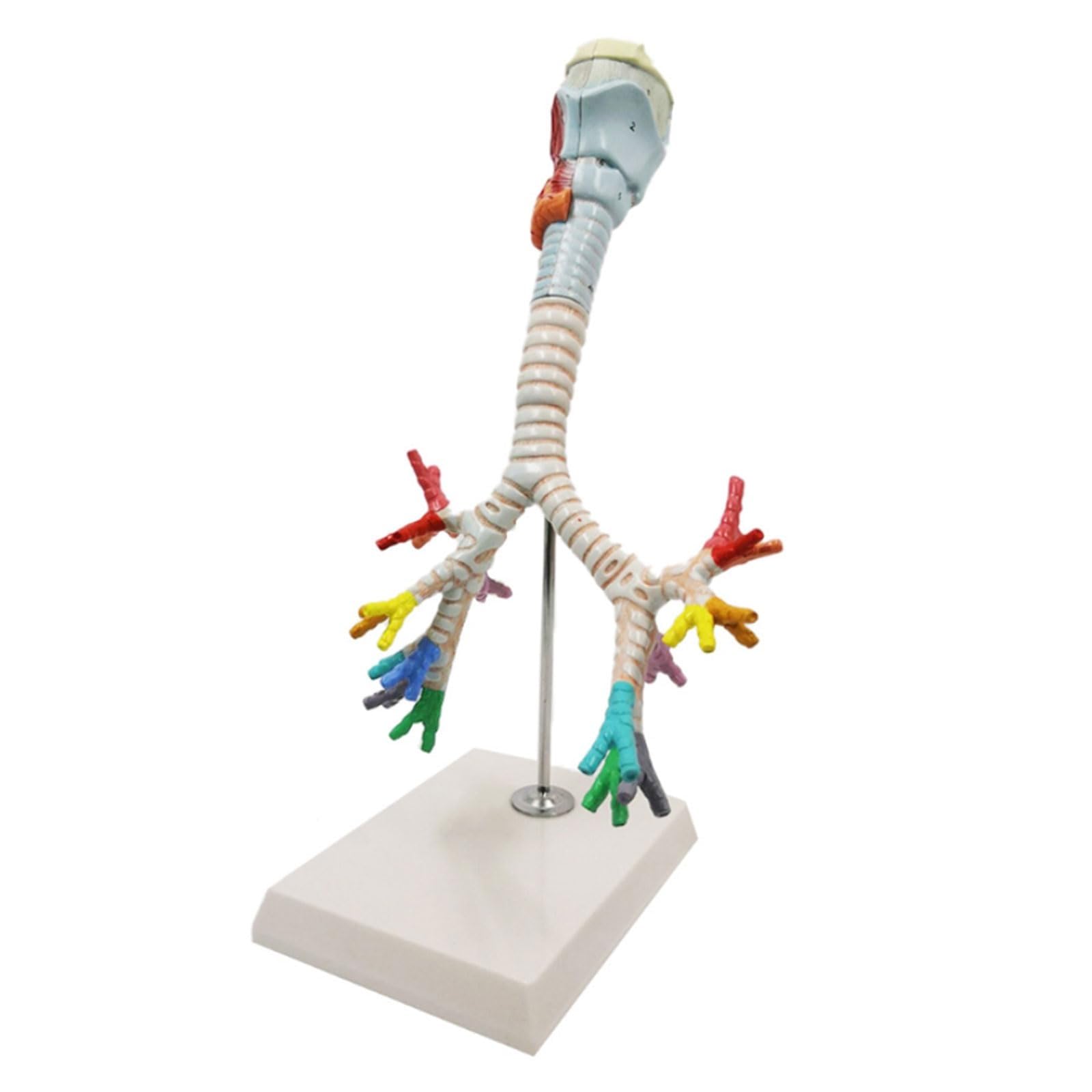 YNIYUJKL Larynx Trachea And Bronchi Model, Life Size 3 Partbronchial Tree,Human Bronchial Anatomy Model,Human Respiratory System Medical Teaching Aids For Learning, Display