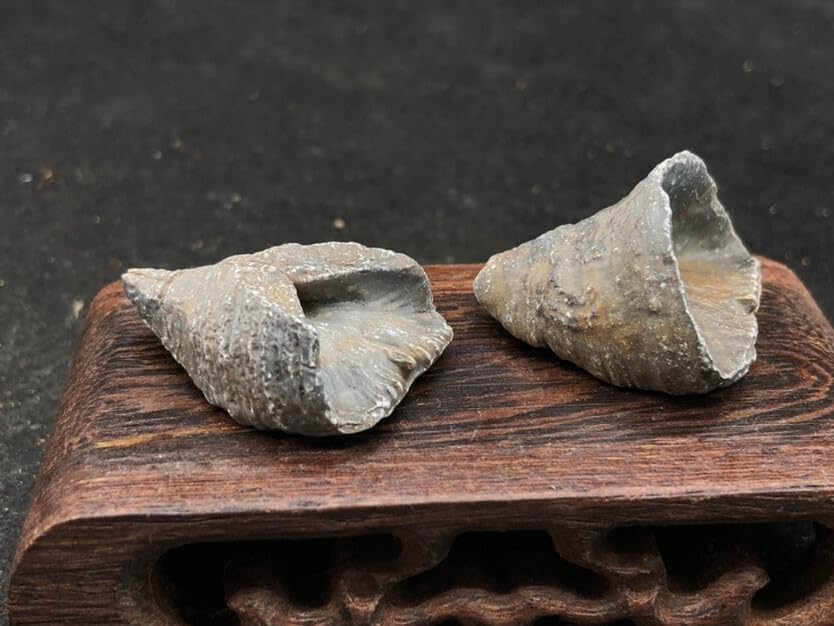 Rare Exquisite Morocco Coral Fossils from the Ice Age