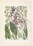  Flower - Pag. 240 - Gustav Hegi - Illustrierte Flora Von Mitteleuropa - 1919, Munchen - Chromolithograph - 19 x 26,5 cm - Original Print