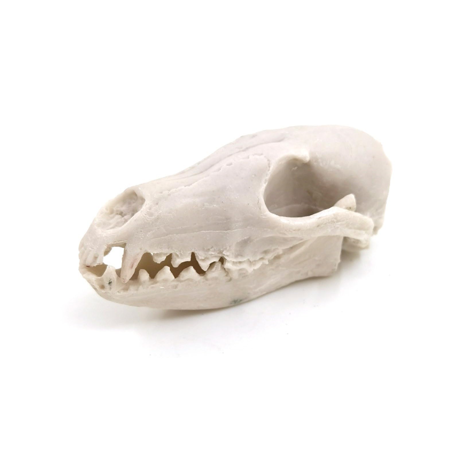 Real Genuine Animal Skull Skeleton Fox Taxidermy Supply Supplies Bone Art Tool From New2017, $12.67