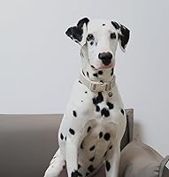 Vista 5 de DOGWONG - Collar de algodón de cáñamo para perro, caqui, resistente, ajustable, suave tela natural, lindo collar de boda para perros pequeños