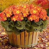 6 Bundles Fall Flowers Artificial for Decoration, Fake Geraniums Artificial Flowers Realistic Autumn Decor , Faux Plants Outdoor UV Resistant Fall Decorations for Home Garden Porch(Autumn yellow)