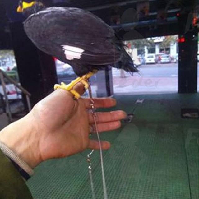Foto 4 de 8 de FASSME pie Loro - Cadena pie Loro pájaro Acero Inoxidable