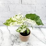 100 Stück weiße Alocasia Macrorrhiza-Pflanzensamen