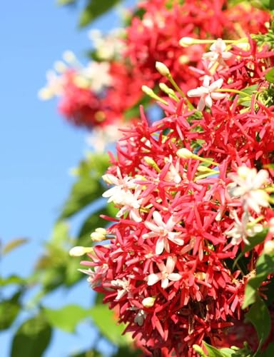 Image of Live Madhumalti Plant (Rangoon Creeper) Pack of 1 | Fragrant Flowering Climber Vine for Home Garden, Balcony & Terrace | Outdoor Decorative Creeper Plant