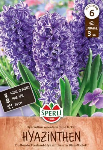 Sperli 450491 Hyazinthe Blue Jacket (4 Stück) (Herbstblumenzwiebeln)