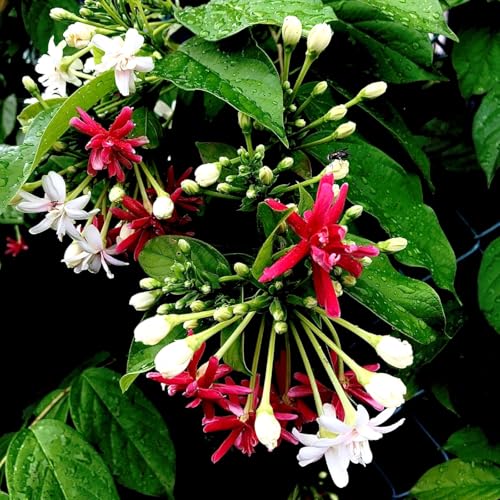 Image of Live Madhumalti Plant (Rangoon Creeper) Pack of 1 | Fragrant Flowering Climber Vine for Home Garden, Balcony & Terrace | Outdoor Decorative Creeper Plant