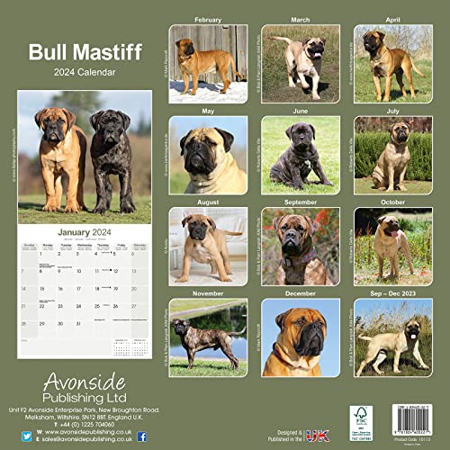 Bull Mastiff Calendar 2024 Square Dog Breed Wall Calendar - 16 Month - Image 2