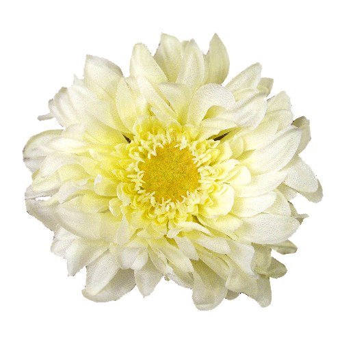 Large Gerbera Daisy Artificial Flower Hair Clip/Pin Brooch, Cream Clothing, Shoes
