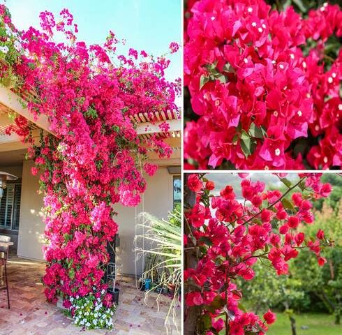 Fresh 100pcs Pink Bougainvillea Flower Seeds