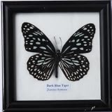 INSECTFARM BTF01F Framed Very Rare Real Dark Blue Tiger Butterfly Gift Display Insect Taxidermy