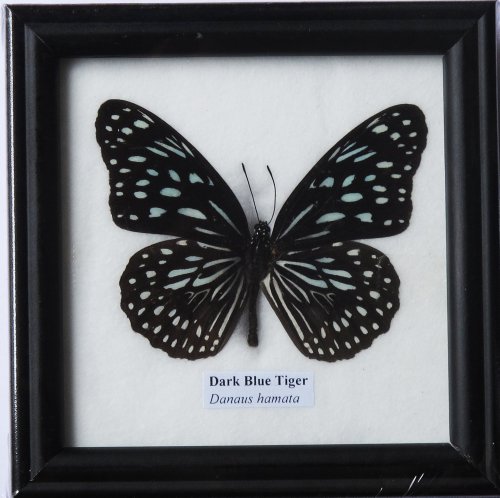 Insectfarm Framed Very Rare Real Dark Blue Tiger Butterfly Gift Display Insect Taxidermy