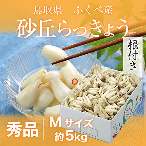 Amazon | 根付き 砂丘らっきょう 秀品 Mサイズ 約5kg 鳥取県産 JA