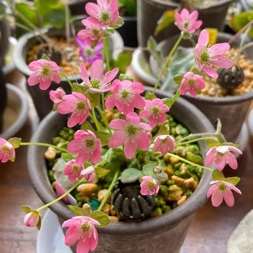 semi di epatica, campo autunnale di Hepatica nobilis, perenne Le da balcone sono perenni resistenti 150pcs