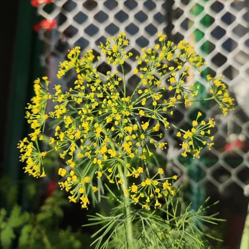 semi di aneto biologici, balcone, perenni resistenti di vecchie varietà da giardino, decorative 100pcs
