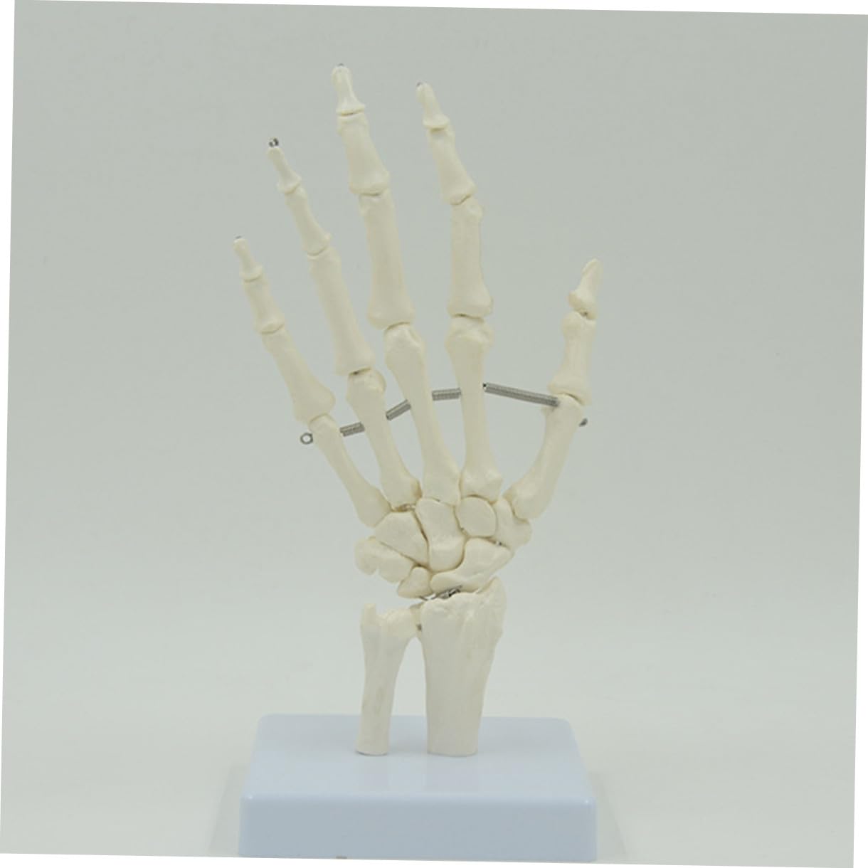 PRETYZOOM 2 Pezzi Modello Scheletro Della Mano con Articolati Strumento Didattico per Ospedali e Scuole per Laboratori Scientifici e Insegnamento Della Anatomia