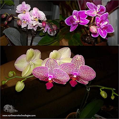 Fertilizante orgánico EarthPods para orquídeas en cápsulas miniatura 5