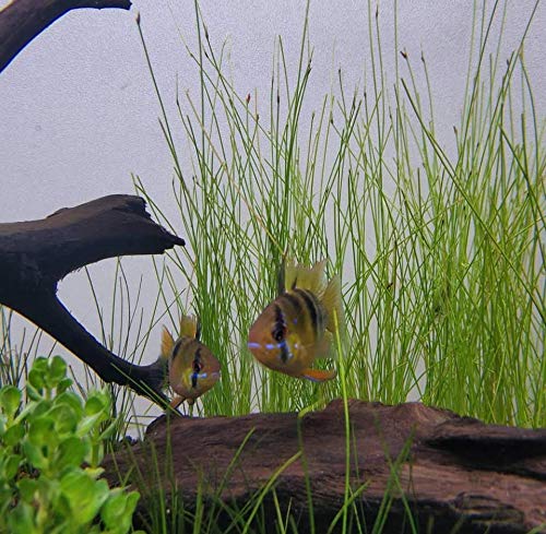 (6 Bundle) Giant Hairgrass | Eleocharis Vivipara Package Freshwater Live Aquarium Plants Background Fish Tank Decoration - Thumbnail 5