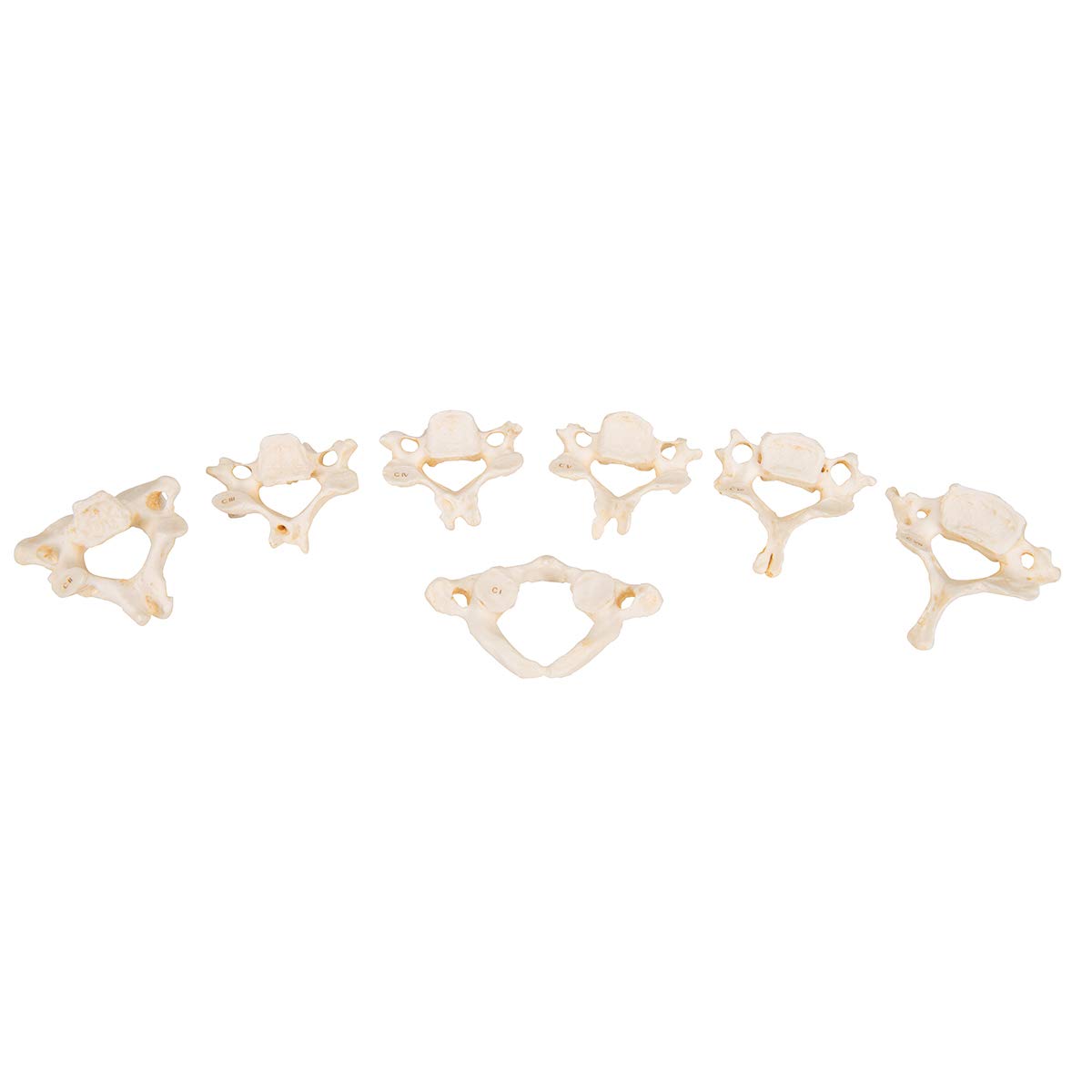 3B Scientific A793 Set con 24 Vertebre Bonelike + software gratuito di anatomia - 3B Smart Anatomy