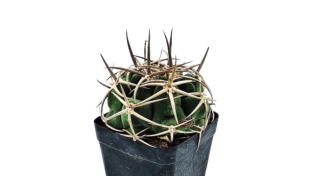 louis vuitton parfum kaktus FRESH CACTUS main image 0
