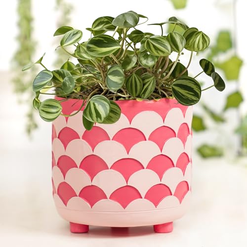 Pointnio 5 Inch Indoor Plant Pots with Colorful Pearl Shell Sage, Perfect for Outdoor Succulents Planters, Resin Fower Pots with Drainage, Rainbow Funny Gardening Pot Gifts
