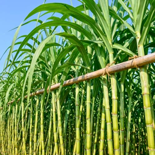 3 Gallon Sugar Cane Plants Live 3-4 Plants Per Pot Ready for Spring Planting Can Sugar Plant Fast Growing Ideal for Growing Sweet Fresh Sugar Cane (Green)