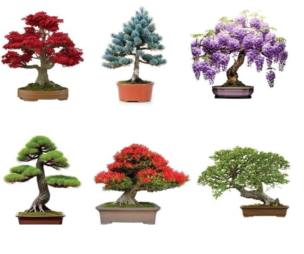 Amazon.com : 6 Types of Bonsai Tree Seeds for Planting - Pick from 3 Kits  or Get Them All (Kit One - 6 Types) : Patio, Lawn & Garden