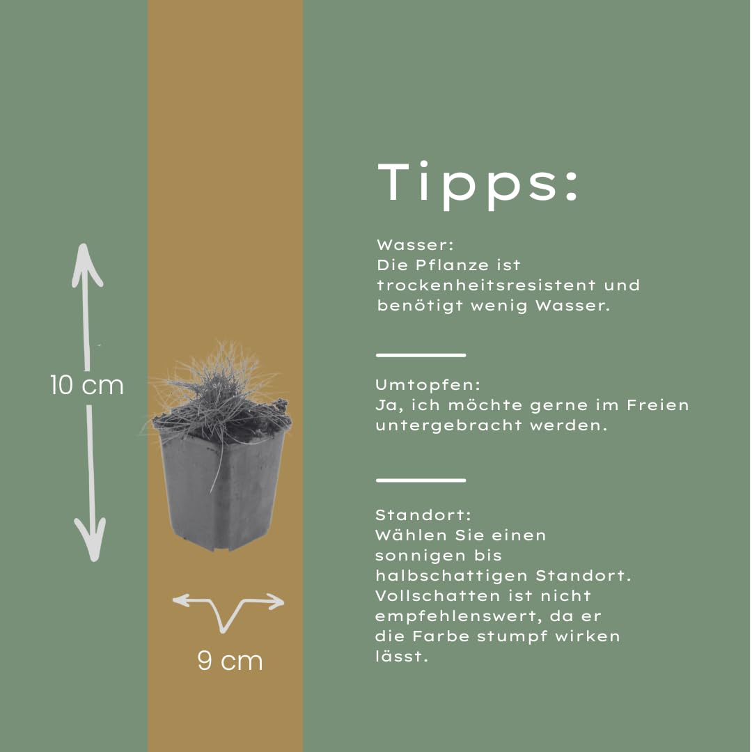 Festuca gautieri Kostrzewa ozdobna, 24 rośliny, Ø 9 cm, wysokość 10-25 cm, zimozielona trawa ozdobna – łatwa w pielęgnacji i przyjazna dla wysuszenia, do grządek i ogrodu skalnego