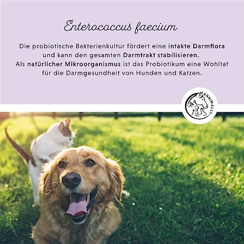 Annimally Hunde & Katzen Darmkur Pulver 250g I Darmsanierung Hund Katze Probiotika und Präbiotika zum Darmflora aufbauen - Ideal als Darmaufbau bei Durchfall, nach Wurmkur oder Magen Darm Infekt