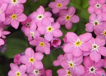 LIZ様◆【ドライフラワー】勿忘草/わすれな草/忘れな草（S）（760） 押し花 ワスレナグサ 約12枚 ドライフラワー 花 はな flower 紫