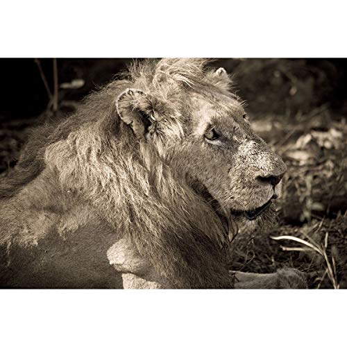 Affiche lion roi des animaux sépia au format XXL pour intérieur chic