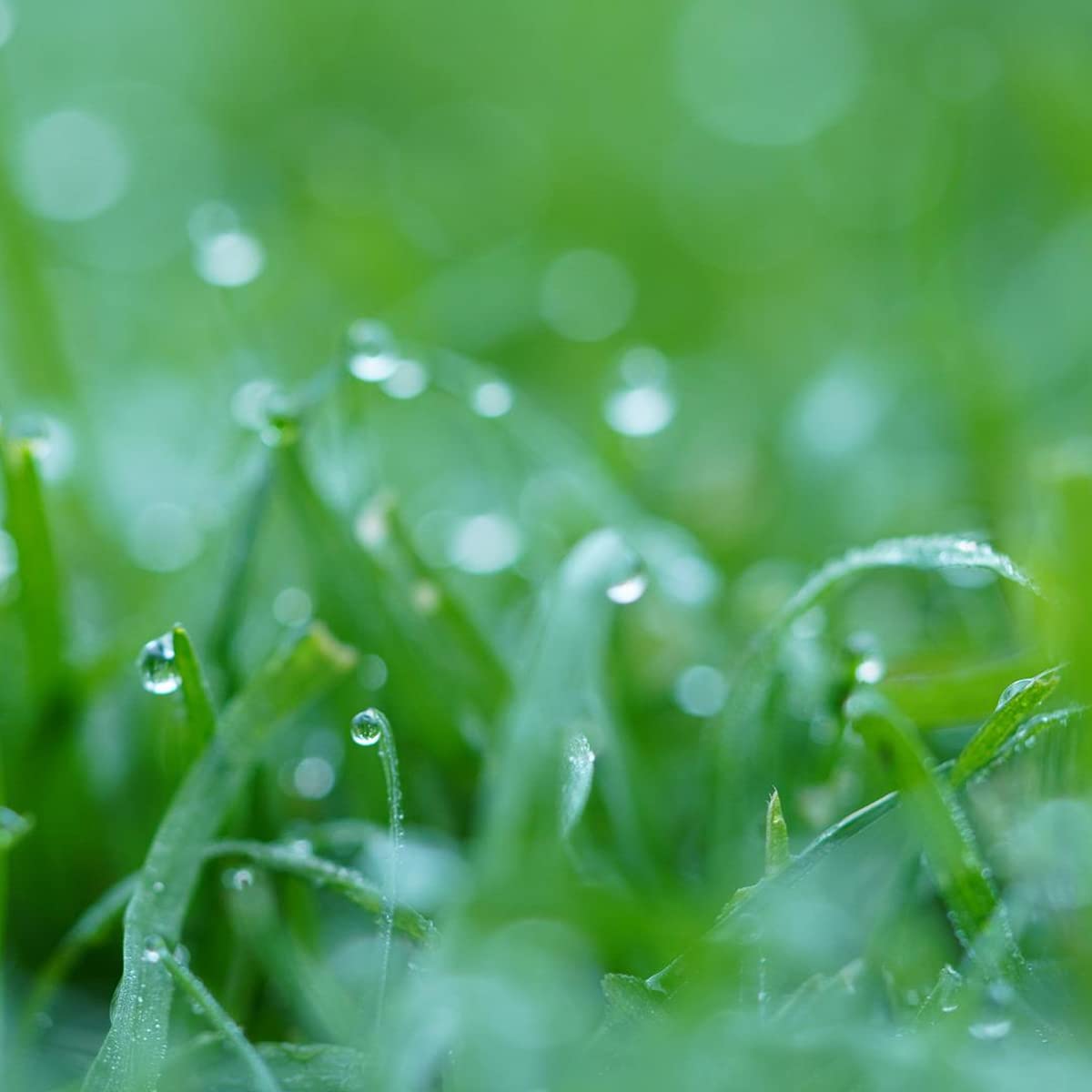 Enviro Slow Grow Grass Seed with Micro Clover Less Mowing Be Kind to The Environment with This Slow Growing Blend of Grasses (20Kg)