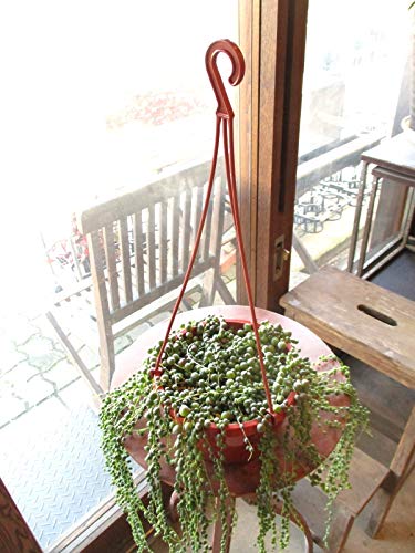 sale♪ セネシオグリーンネックレス2 グリーンネックレス2.5号 2株セット の通販 | 園芸ネット