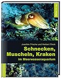  Schnecken, Muscheln, Kraken im Meerwasseraquarium