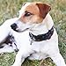 5 Stück Adressanhänger für Hunde Katzen, Katzenhalsband mit Namen, ID Tag Hundemarke Tiermarke mit Schlüsselringe, Hundehalsband Personalisiert, Adresskapsel für Haustiere, Katzen, Hunde