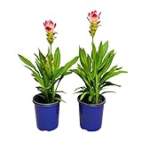 Curcuma Alismatifolia - Plantas Vivas - Pack 2 Unidades - Plantas de Cúrcuma - Para Consumo y Decoración