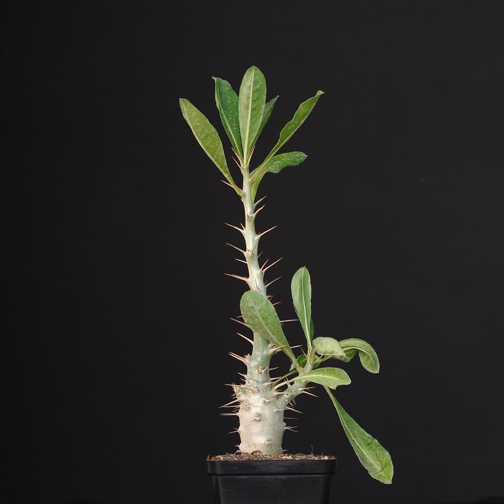 Pachypodium saundersii Rare plant-picture-26
