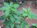Live Plant Cuttings - Insulin Plant (Costus igneus) 3 Cuttings 7 Inch Long