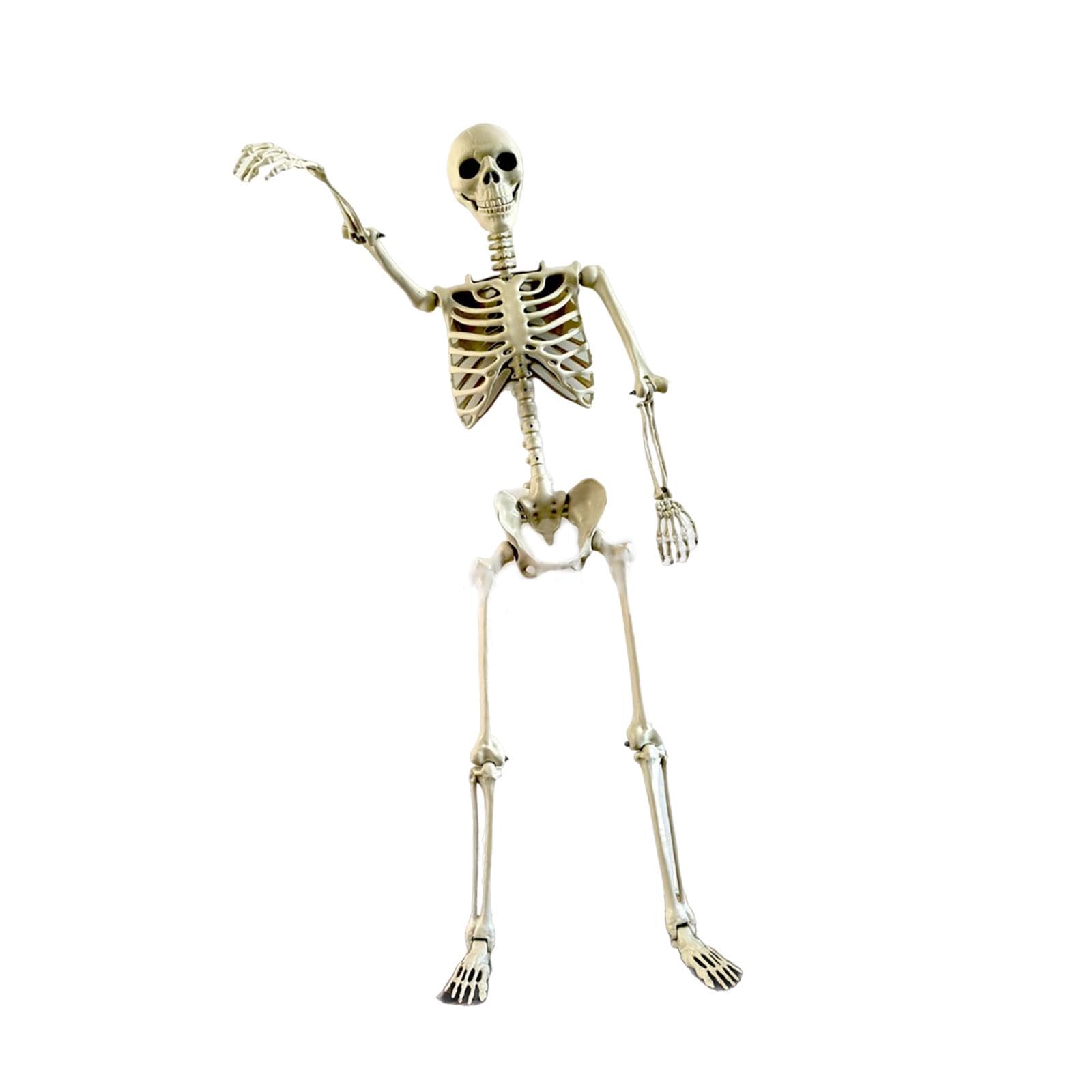 Decorazione Scheletro di Halloween, Ornamento Decorativo Flessibile con Giunti Mobili per Progetti Scolastici, Feste a Tema E FESTIVITÀ, 170 Cm