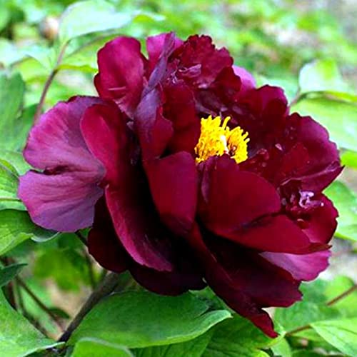 Flores Dobles Perennes, Resistente Al FríO. Crecimiento RáPido, PeoníAs Bulbos, FáCil De Cultivar, Peonias Planta, Natural PeoníA Inicio Planta De JardíN, 2bulbos-B